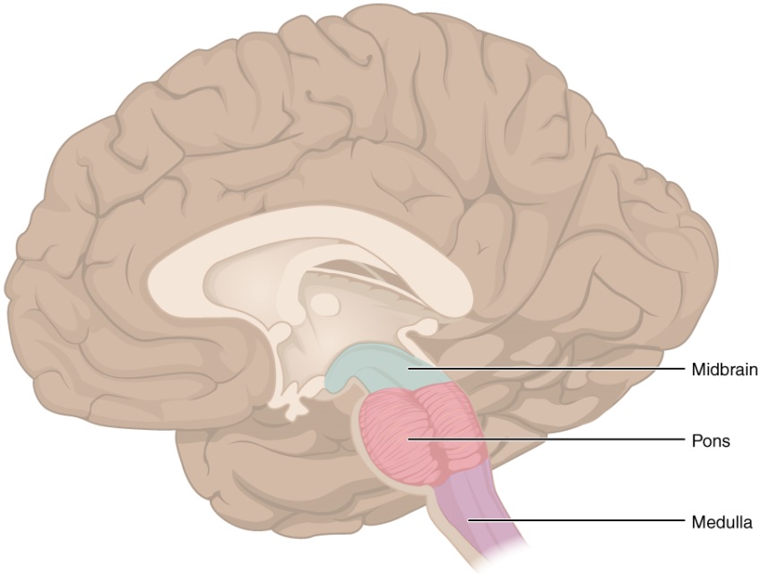 Brain stem